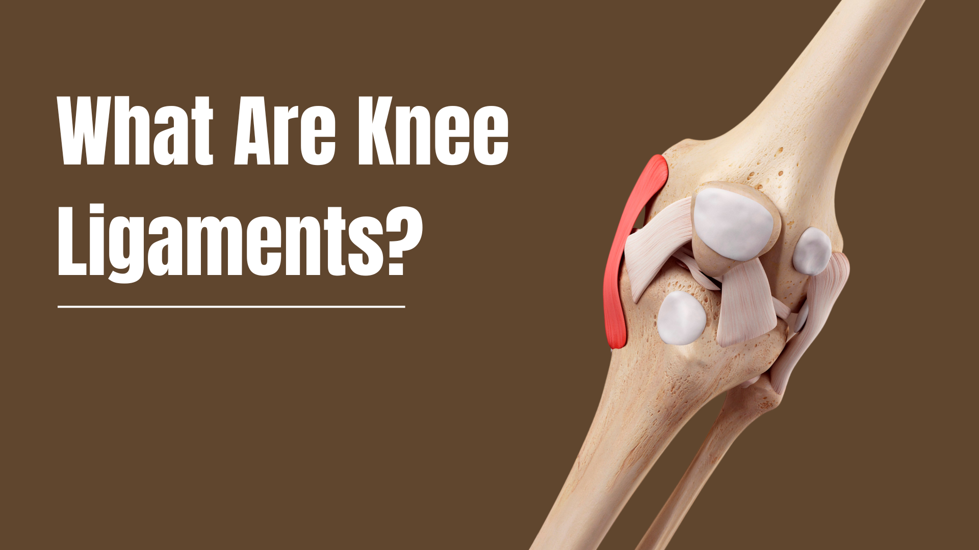 What Are Knee Ligaments?